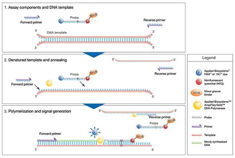 taqman|TaqMan Gene Expression Assays .